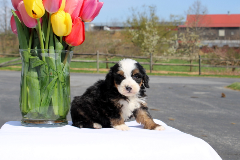 puppy, for, sale, Mini Bernedoodle F2, Matthew B. Stoltzfus, dog, breeder, Gap, PA, dog-breeder, puppy-for-sale, forsale, nearby, find, puppyfind, locator, puppylocator, aca